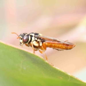 Pergidae sp. (family) at O'Connor, ACT - 16 Jan 2023