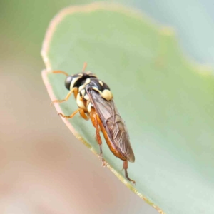 Pergidae sp. (family) at O'Connor, ACT - 16 Jan 2023