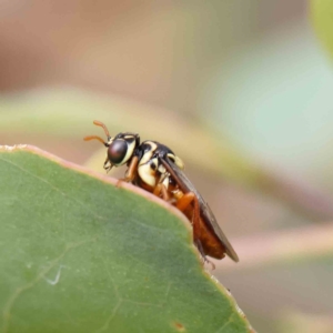 Pergidae sp. (family) at O'Connor, ACT - 16 Jan 2023