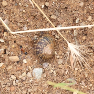 Cornu aspersum at O'Connor, ACT - 16 Jan 2023