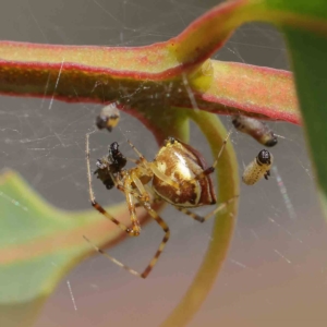 Theridion pyramidale at O'Connor, ACT - 16 Jan 2023