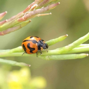 Coccinella transversalis at O'Connor, ACT - 16 Jan 2023 09:06 AM