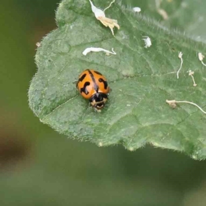 Coccinella transversalis at O'Connor, ACT - 16 Jan 2023 09:06 AM