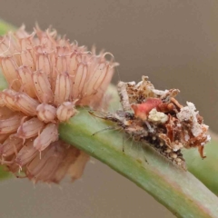 Myrmeleontidae (family) (Unidentified Antlion Lacewing) at O'Connor, ACT - 16 Jan 2023 by ConBoekel