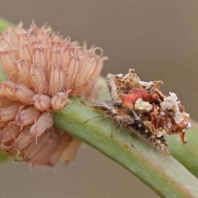 Myrmeleontidae (family) (Unidentified Antlion Lacewing) at O'Connor, ACT - 15 Jan 2023 by ConBoekel