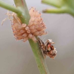 Myrmeleontidae (family) at O'Connor, ACT - 16 Jan 2023 10:30 AM