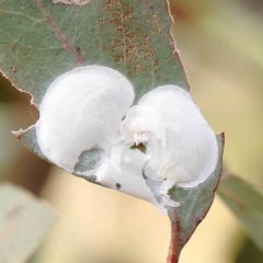 Lasiopsylla sp. (genus) (Psyllid or Lerp insect) at O'Connor, ACT - 15 Jan 2023 by ConBoekel