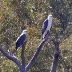 Haliaeetus leucogaster (White-bellied Sea-Eagle) at Stromlo, ACT - 26 Feb 2023 by KorinneM