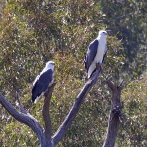 Haliaeetus leucogaster at Stromlo, ACT - 26 Feb 2023 03:44 PM