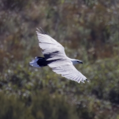 Haliaeetus leucogaster at Stromlo, ACT - 26 Feb 2023 03:44 PM