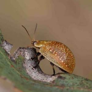 Paropsisterna decolorata at O'Connor, ACT - 16 Jan 2023