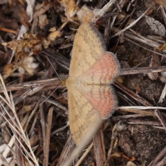 Scopula rubraria (Reddish Wave, Plantain Moth) at O'Connor, ACT - 16 Jan 2023 by ConBoekel