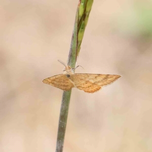 Scopula rubraria at O'Connor, ACT - 16 Jan 2023 09:05 AM