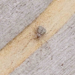 Tamopsis sp. (genus) (Two-tailed spider) at O'Connor, ACT - 16 Jan 2023 by ConBoekel