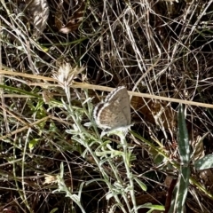 Zizina otis (Common Grass-Blue) at Booth, ACT - 25 Feb 2023 by KMcCue