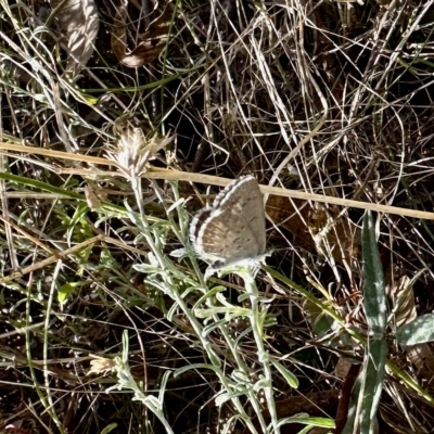 Zizina otis (Common Grass-Blue) at Booth, ACT - 25 Feb 2023 by KMcCue