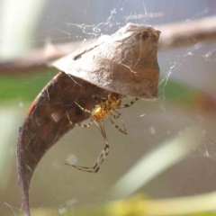 Unidentified Spider (Araneae) at O'Connor, ACT - 15 Jan 2023 by ConBoekel