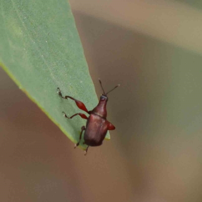 Euops sp. (genus) (A leaf-rolling weevil) at O'Connor, ACT - 16 Jan 2023 by ConBoekel