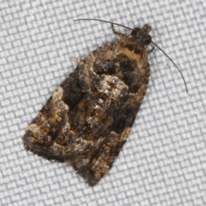 Asthenoptycha sphaltica and nearby species at O'Connor, ACT - 25 Feb 2023 10:43 PM