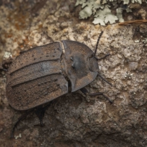 Cillibus incisus at Coree, ACT - 27 Jan 2023