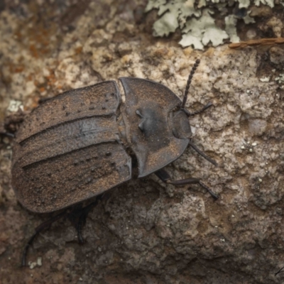 Cillibus incisus (Darkling Beetle) at Coree, ACT - 27 Jan 2023 by living