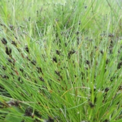 Schoenus apogon (Common Bog Sedge) at Boorowa, NSW - 23 Oct 2022 by MichaelBedingfield