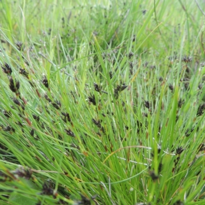 Schoenus apogon (Common Bog Sedge) at Boorowa, NSW - 23 Oct 2022 by MichaelBedingfield
