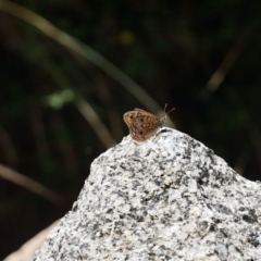 Geitoneura acantha (Ringed Xenica) at Namadgi National Park - 25 Feb 2023 by KMcCue