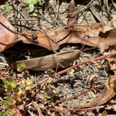 Goniaea australasiae (Gumleaf grasshopper) at Namadgi National Park - 25 Feb 2023 by KMcCue