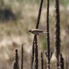 Anthus australis (Australian Pipit) at Booth, ACT - 25 Feb 2023 by KMcCue