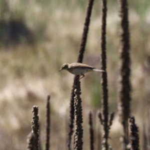 Anthus australis at Booth, ACT - 25 Feb 2023 01:18 PM