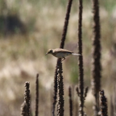 Anthus australis (Australian Pipit) at Booth, ACT - 25 Feb 2023 by KMcCue