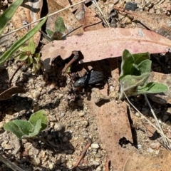 Sclerorinus kirbyi (A weevil) at Namadgi National Park - 25 Feb 2023 by KMcCue