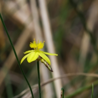 Tricoryne elatior (Yellow Rush Lily) at Isabella Pond - 24 Feb 2023 by pixelnips