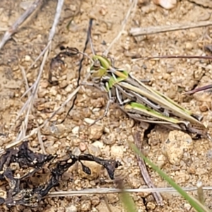 Austroicetes sp. (genus) at Jindabyne, NSW - 27 Feb 2023