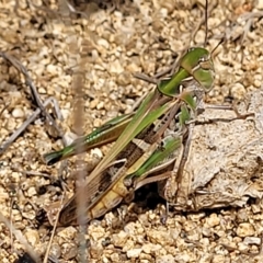 Oedaleus australis (Australian Oedaleus) at Jindabyne, NSW - 27 Feb 2023 by trevorpreston