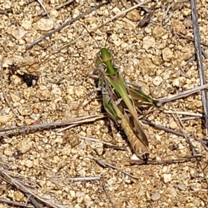 Oedaleus australis at Jindabyne, NSW - 27 Feb 2023