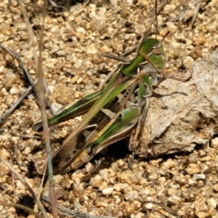 Oedaleus australis at Jindabyne, NSW - 27 Feb 2023