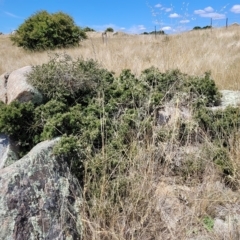 Melicytus angustifolius subsp. divaricatus (Divaricate Tree Violet) at Jindabyne, NSW - 27 Feb 2023 by trevorpreston