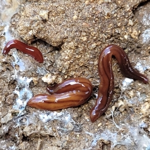 Anzoplana trilineata at Jindabyne, NSW - 27 Feb 2023 01:53 PM