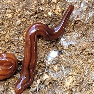 Anzoplana trilineata at Jindabyne, NSW - 27 Feb 2023 01:53 PM