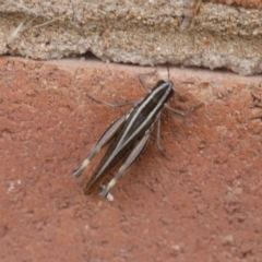 Macrotona australis (Common Macrotona Grasshopper) at Lyons, ACT - 24 Feb 2023 by ran452