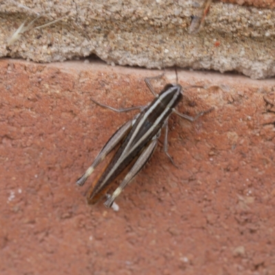 Macrotona australis (Common Macrotona Grasshopper) at Lyons, ACT - 24 Feb 2023 by ran452