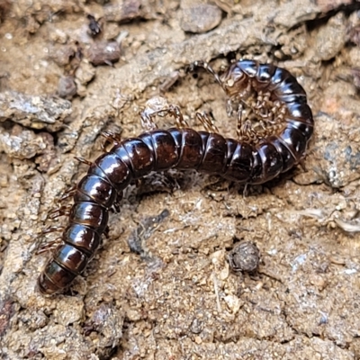 Paradoxosomatidae sp. (family) (Millipede) at Jindabyne, NSW - 27 Feb 2023 by trevorpreston