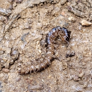 Paradoxosomatidae sp. (family) at Jindabyne, NSW - 27 Feb 2023 01:53 PM