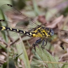 Austrogomphus cornutus (Unicorn Hunter) at Stromlo, ACT - 26 Feb 2023 by KorinneM