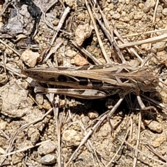 Oedaleus australis (Australian Oedaleus) at Jindabyne, NSW - 27 Feb 2023 by trevorpreston