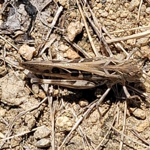 Oedaleus australis at Jindabyne, NSW - 27 Feb 2023