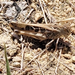 Oedaleus australis at Jindabyne, NSW - 27 Feb 2023 01:37 PM