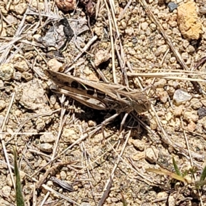 Oedaleus australis at Jindabyne, NSW - 27 Feb 2023 01:37 PM